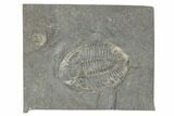 Prone Pseudogygites Trilobite Fossil - Ontario #191155-1
